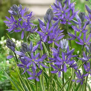 Camassia quamash 'Blue Melody' / Prérigyertya virághagyma
