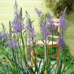 Camassia leichtlinii 'Caerulea' / Prérigyertya virághagyma