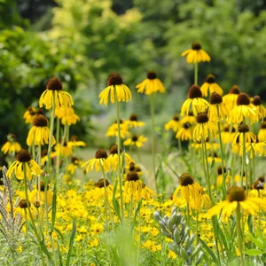 Echinacea paradoxa / Sárga kasvirág