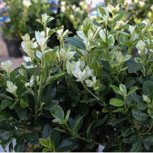 Euonymus japonicus 'Mikajo' / Japán kecskerágó