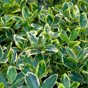 Euonymus japonicus 'Marieke' / Arany-tarka japán kecskerágó
