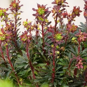 Euphorbia amygdaloides 'Purpurea' / Erdei kutyatej