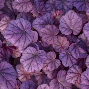 Heuchera 'Pink Panther' / Tűzeső