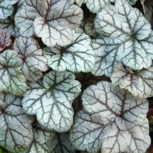 Heuchera 'Silver Scrolls' / Tűzeső