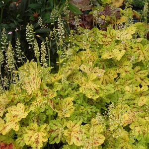 Heucherella 'Solar Power' / Turbáncső