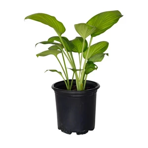 Hosta plantaginea 'Guacamole' / Árnyékliliom
