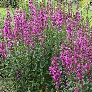 Lythrum salicaria 'Robin' / Réti füzény