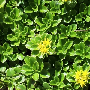 Sedum kamtschaticum / Kamcsatkai varjúháj