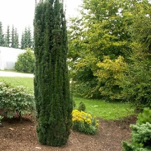 Taxus baccata 'Fastigiata Robusta' / Oszlopos tiszafa