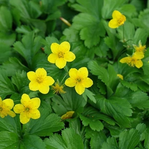 Waldsteinia ternata / Indás berkipimpó