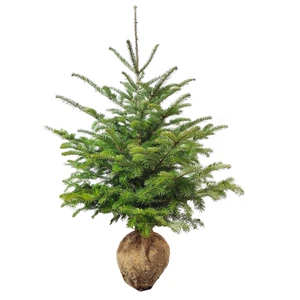 Abies nordmanniana / Kaukázusi jegenyefenyő (földlabdás)