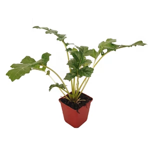 Acanthus mollis / Medveköröm Acanthus mollis / Medveköröm