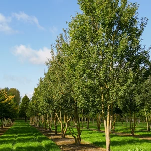 Acer campestre / Mezei juhar