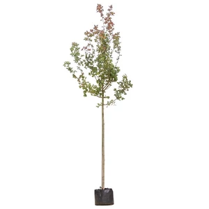Acer campestre / Mezei juhar