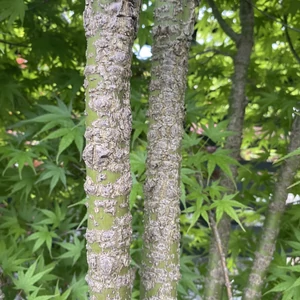 Acer palmatum 'Arakawa'/ Rücsköskérgű japán juhar