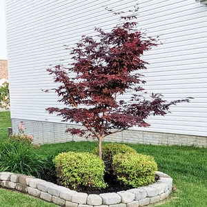 Acer palmatum 'Bloodgood'/ Bordó levelű japán juhar