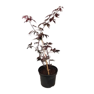 Acer palmatum 'Bloodgood'/ Bordó levelű japán juhar