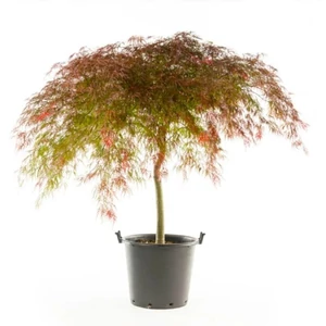 Acer palmatum 'Stella Rossa' (syn. 'Red Star') / Bordó, szeldelt levelű japán juhar