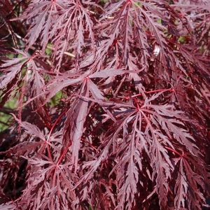 Acer palmatum 'Heart & Soul'/ Bordó szeldelt levelű japán juhar
