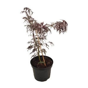 Acer palmatum 'Heart & Soul'/ Bordó szeldelt levelű japán juhar