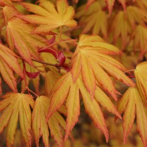 Acer palmatum 'Orange Dream'/ Sárgászöld levelű japán juhar