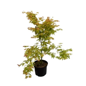 Acer palmatum 'Orange Dream'/ Sárgászöld levelű japán juhar
