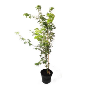 Acer palmatum 'Seiryu'/ Zöld szeldelt levelű japán juhar