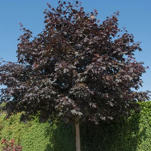 Acer platanoides 'Crimson King' / Vérjuhar fa