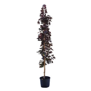 Acer platanoides 'Crimson King' / Vérjuhar fa
