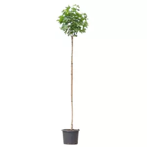 Acer platanoides 'Globosum' / Gömb juharfa (földlabdás)