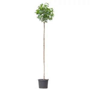 Acer platanoides 'Globosum' / Gömb juharfa (földlabdás, 8-10)