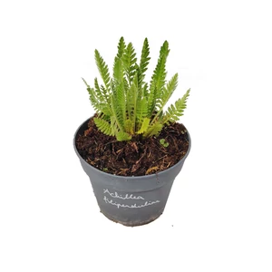 Achillea filipendulina / Jószagú cickafark