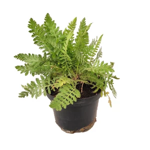 Achillea filipendulina 'Parkers Varietät' / Jószagú cickafark