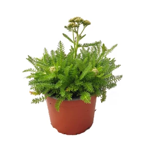 Achillea millefolium 'Desert Eve Terracotta' / Narancssárga virágú közönséges cickafark