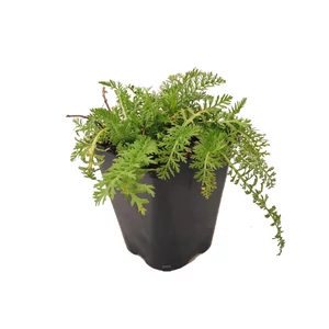 Achillea millefolium 'Paprika' / Piros virágú közönséges cickafark