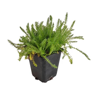Achillea millefolium 'Terracotta' / Narancssárga virágú közönséges cickafark