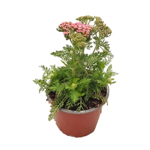 Achillea millefolium 'Milly Rock Pink' / Rózsaszín virágú közönséges cickafark