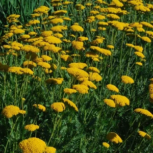 Achillea filipendulina 'Parkers Varietät' / Jószagú cickafark