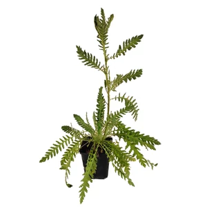 Achillea filipendulina 'Parkers Varietät' / Jószagú cickafark