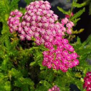 Achillea millefolium 'Tutti Frutti Pink Grapefruit' / Rózsaszín virágú közönséges cickafark