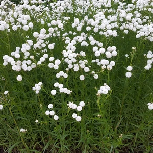 Achillea ptarmica 'The Pearl' / Kenyérbél cickafark