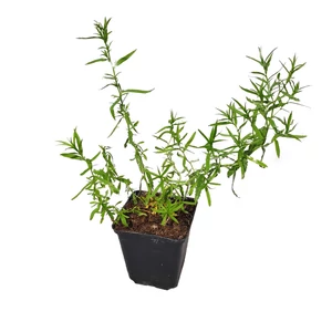Achillea ptarmica 'The Pearl' / Kenyérbél cickafark