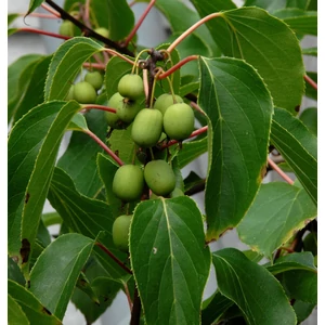 Actinidia arguta 'Issai' / Öntermékeny kopasz kivi