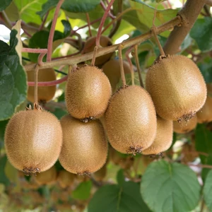Actinidia chinensis 'Tomuri' / Porzós kivi