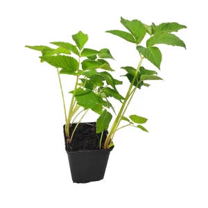 Aegopodium podagraria  / Podagrafű Aegopodium podagraria  / Podagrafű