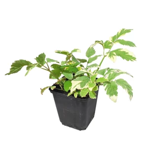 Aegopodium podagraria 'Variegata' / Tarka levelű podagrafű Aegopodium podagraria 'Variegata' / Tarka levelű podagrafű