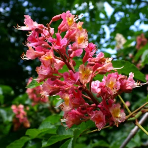 Aesculus x carnea 'Briotti' / Piros virágú vadgesztenye