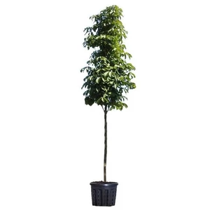 Aesculus hippocastanum / Közönséges vadgesztenye