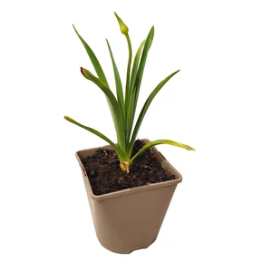 Agapanthus 'Peter Pan' / Szerelemvirág