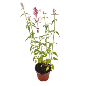 Agastache 'Red Fortune' / Izsópfű